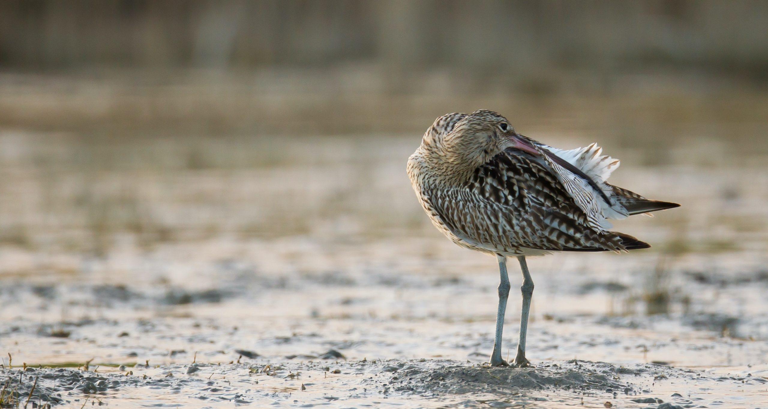 oiseau avec son bec dans ses plumes