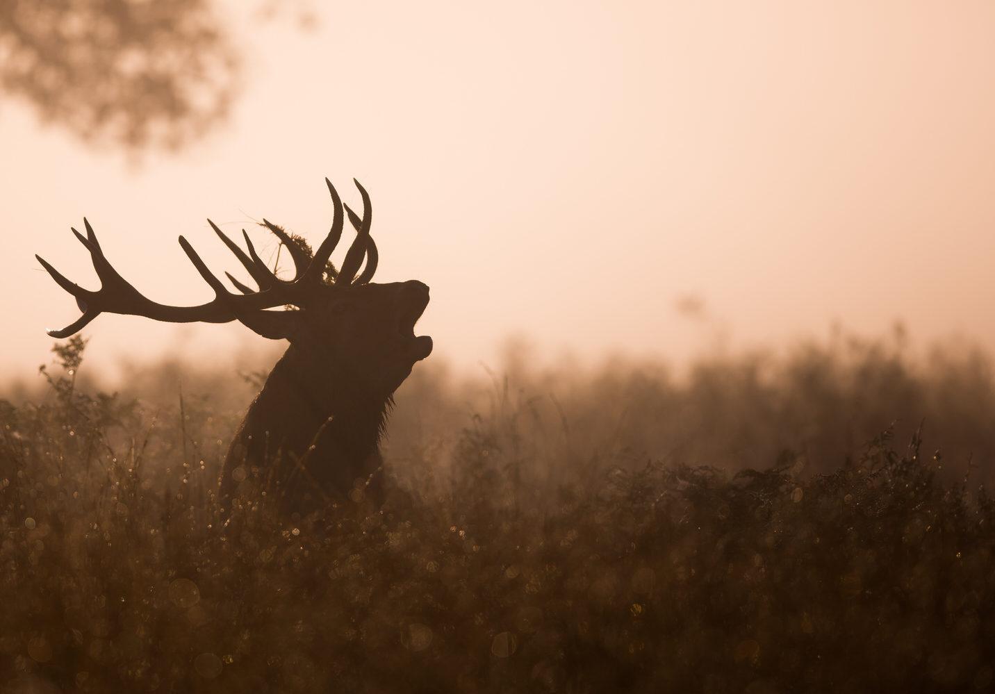 Photo d'un cerf qui brame en forêt
