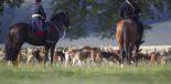 chiens de chasse Equipage de chasse à courre