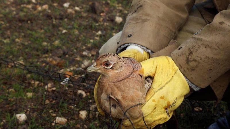 Bonjour la chasse