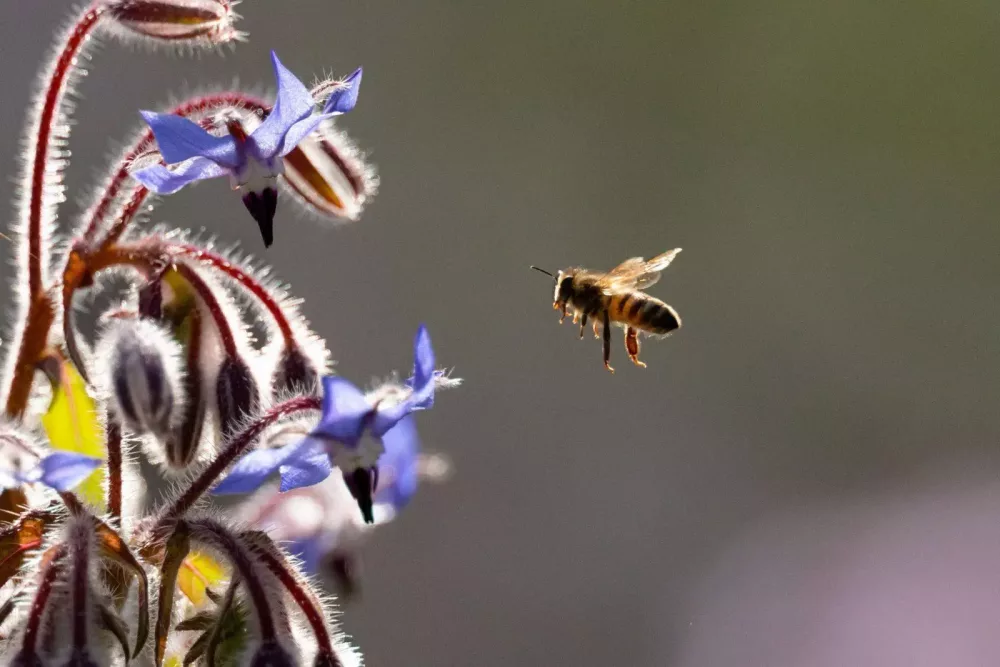 Parlons biodiversité avec la FNC sur Europe 1